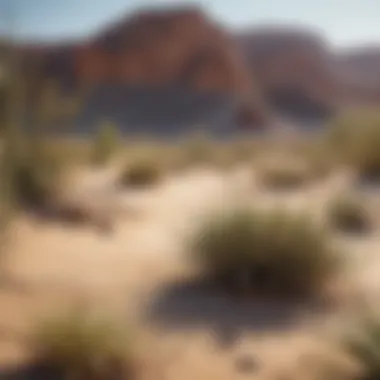 Unique Desert Ecosystem An arid desert ecosystem with unique flora and fauna