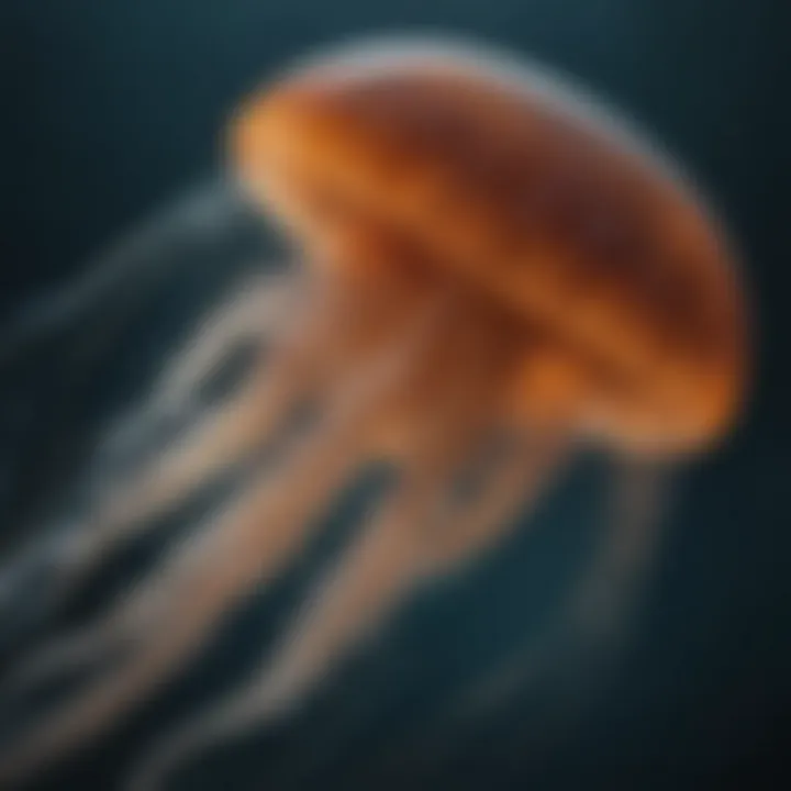 A close-up view of a jellyfish showcasing its delicate tentacles and bioluminescence.