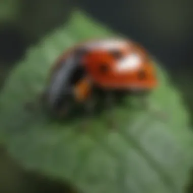 A close-up view of a ladybug on a green leaf, showcasing its vibrant colors