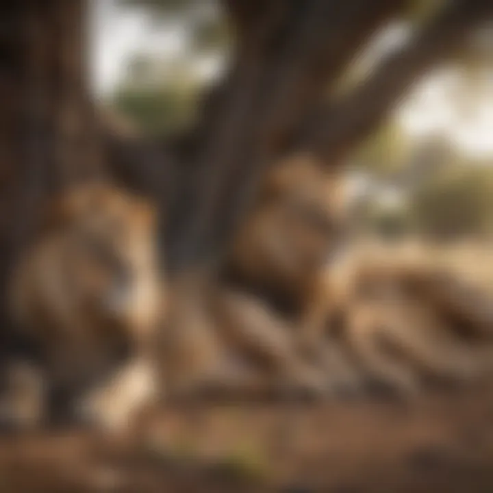 A lion pride lounging together under a tree