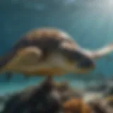 Loggerhead sea turtle swimming with predators in the ocean