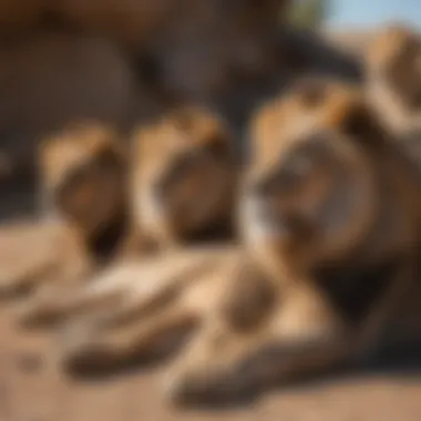 A group of lions lounging in the sun, showcasing their social interactions