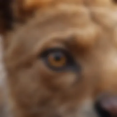 Distinctive Features of Mammals Close-up of various mammal species displaying distinctive features.