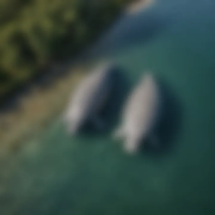An aerial view showcasing manatee habitats and their environment