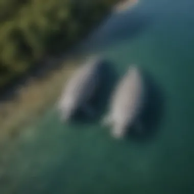 Manatee Habitats and Ecosystem Overview An aerial view showcasing manatee habitats and their environment