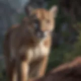 Mountain lion in natural habitat showcasing its size