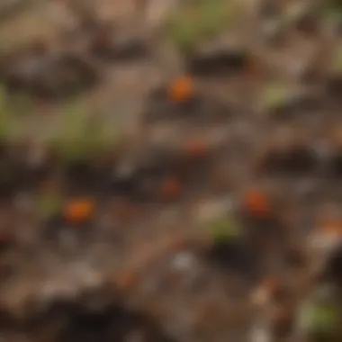 Microscopic view of beneficial microorganisms thriving in a soil sample