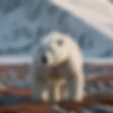 A polar bear surveying its Arctic habitat