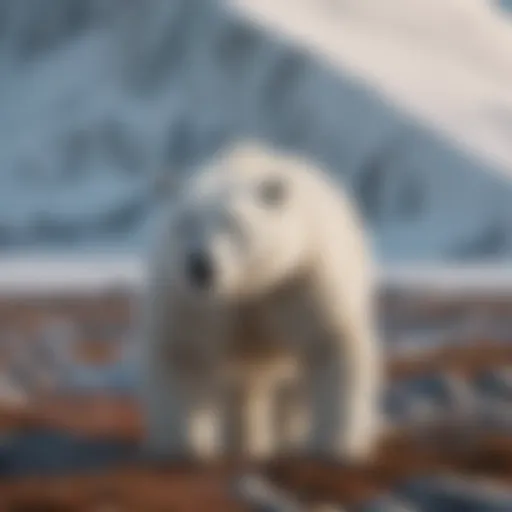 A polar bear surveying its Arctic habitat
