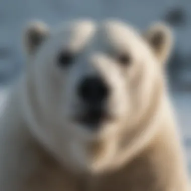 Impact of Climate Change on Polar Bears Infographic showing the impact of climate change on polar bear populations