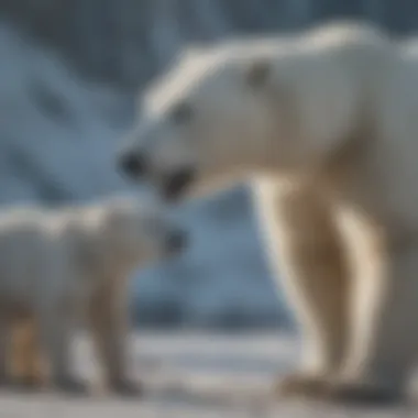 Conservation efforts focused on polar bear protection