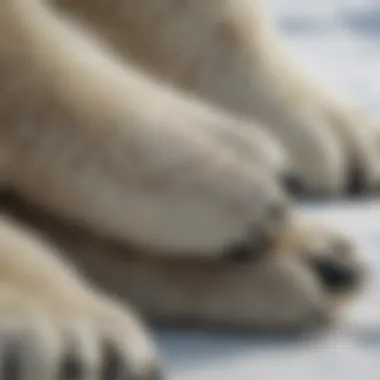 Close-Up of Polar Bear's Paws A close-up of a polar bear's paws showing their unique adaptations
