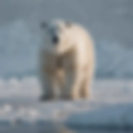 A majestic polar bear walking on the Arctic ice