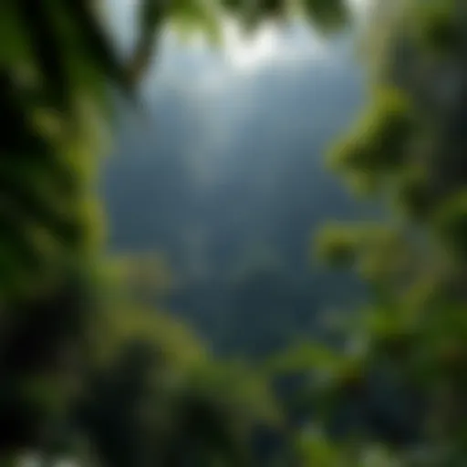 Dense rainforest canopy showcasing varied vegetation