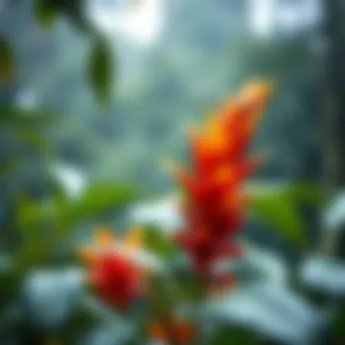 Humidity's Role in Rainforest Ecosystem Health Effects of humidity on rainforest flora