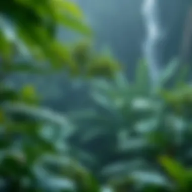 Rainfall patterns in a tropical rainforest