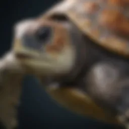 Anatomical diagram of a sea turtle illustrating its unique features