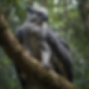 A majestic harpy eagle perched above a sloth's habitat, representing one of the sloth's natural predators.