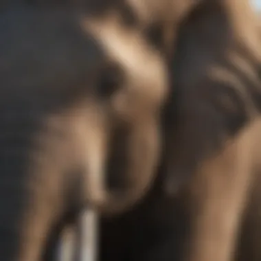 An infographic illustrating the conservation status and threats to African elephants.