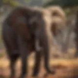 A majestic African elephant in its natural habitat, showcasing its large ears and trunk.