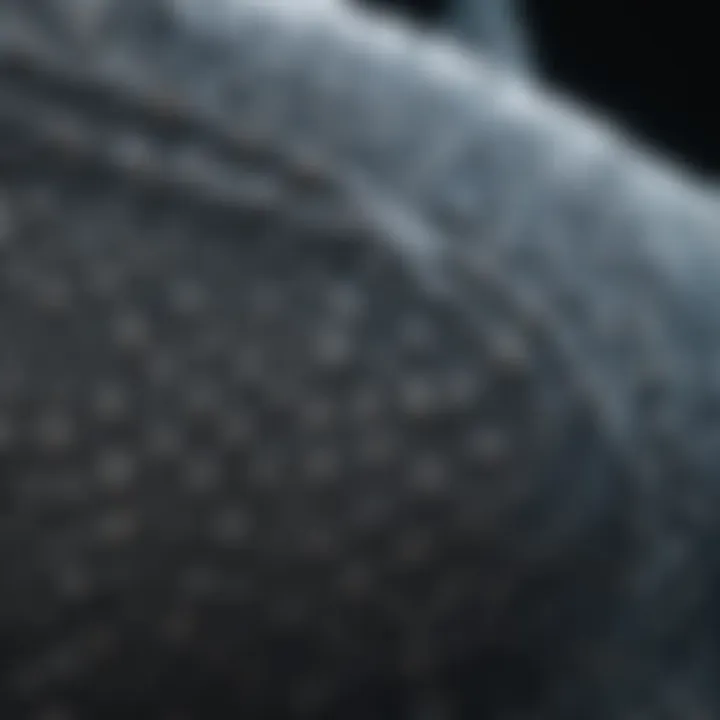 Close-up of whale shark's gills