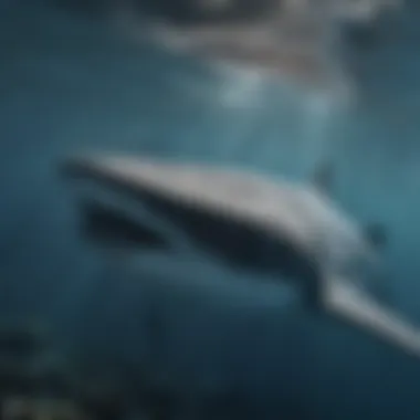 Whale shark swimming in its ocean habitat