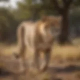 Cheetah in its natural habitat showcasing its agility and grace.