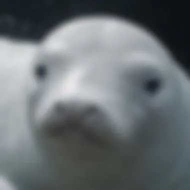 Close-up of a beluga whale's unique white skin