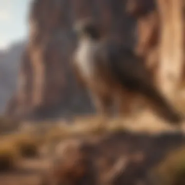 Falcon Hunting Habitat Habitat showcasing a falcon's hunting environment.