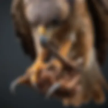Falcon Talons and Prey Close-up of a falcon's talons gripping a prey item.
