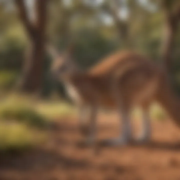 Kangaroo in the wild, demonstrating its unique adaptations for feeding