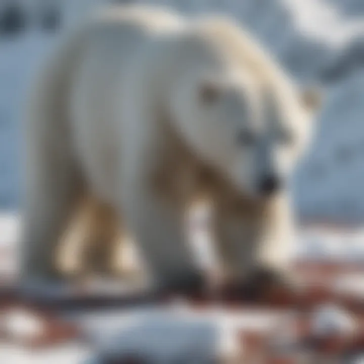 Polar bear scavenging on carcass