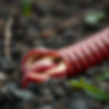 Illustration of earthworm digestive system