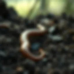 Earthworm in soil amidst organic matter