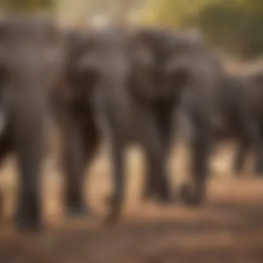 A herd of elephants foraging in a savanna