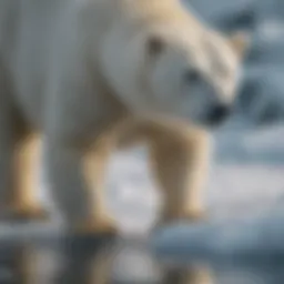 A polar bear hunting on an ice floe