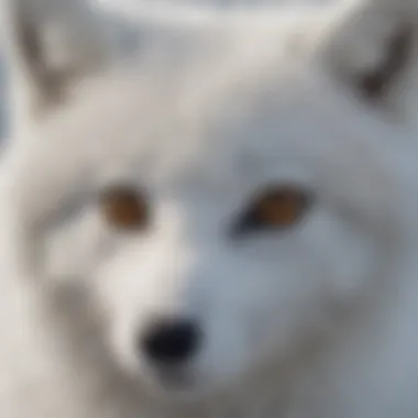 A close-up of an Arctic fox's fur, showcasing its adaptation to cold environments