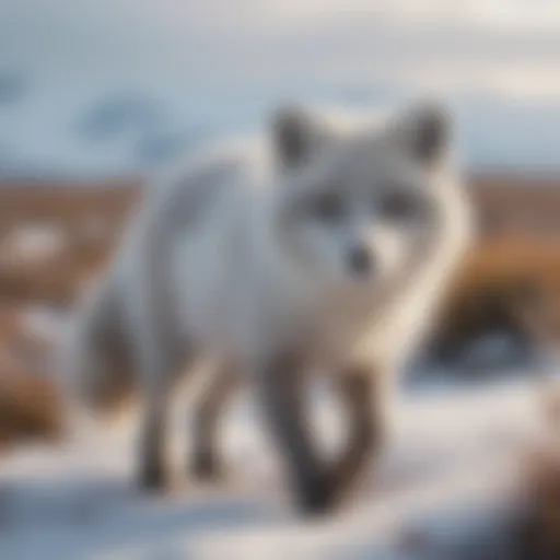 A solitary Arctic fox navigating through a snowy tundra landscape
