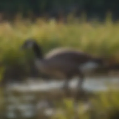 A female Canadian goose foraging for food in a wetland ecosystem.