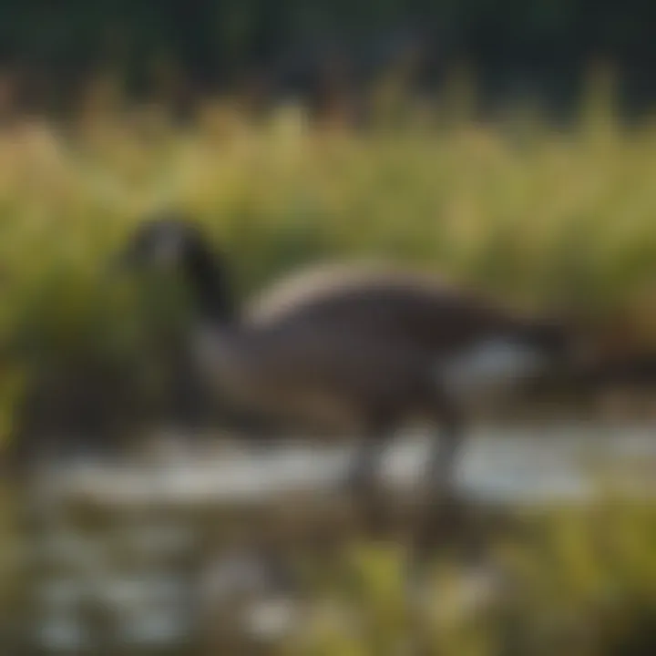 A female Canadian goose foraging for food in a wetland ecosystem.