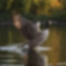 A female Canadian goose gracefully gliding on a serene lake.