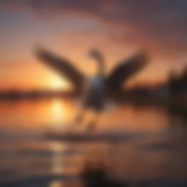 A female Canadian goose in flight during migration against a vibrant sunset.