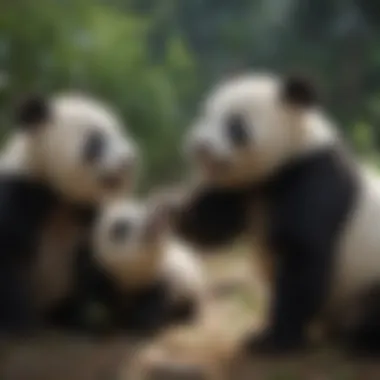 Joyful Panda Cubs in a Sanctuary Panda cubs playing together in a sanctuary