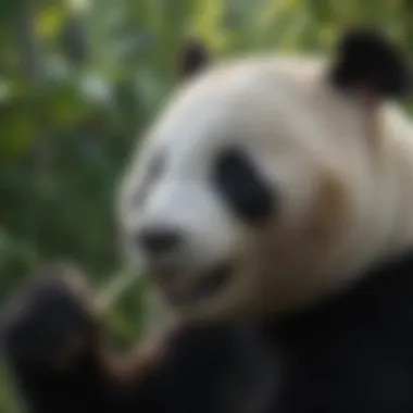 The Diet of the Giant Panda Close-up of a giant panda munching on bamboo