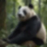 Giant panda resting in a lush bamboo forest