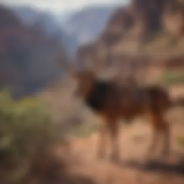 Cultural symbols and artifacts representing the heritage of the indigenous peoples of the Grand Canyon.