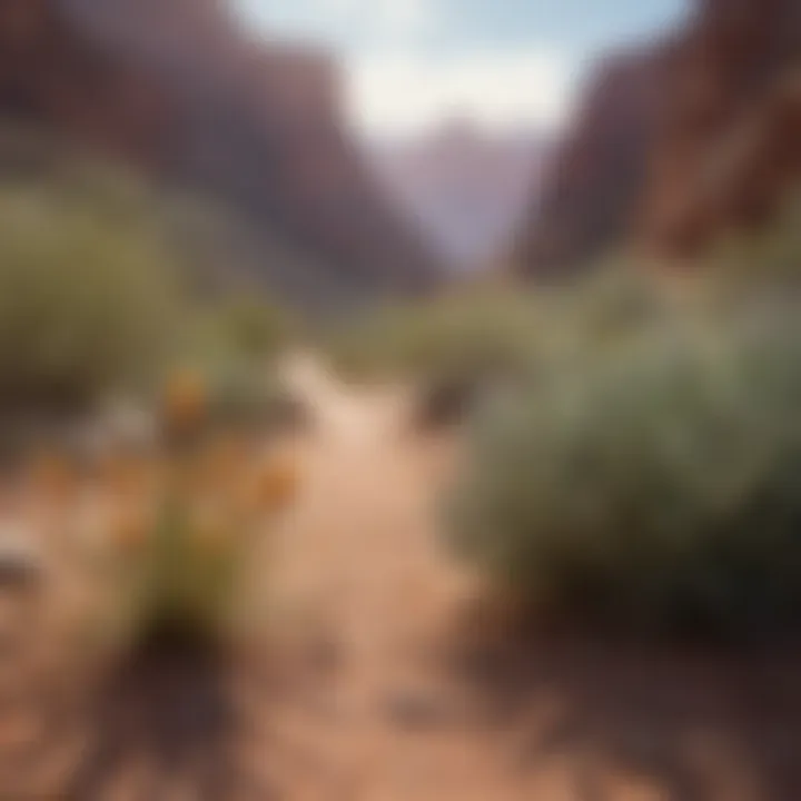 Colorful desert flora surrounding the canyon, showcasing the unique ecosystem.