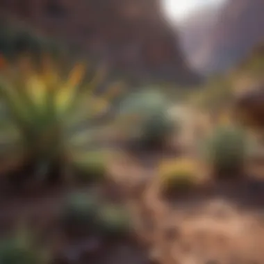Diverse plant life thriving in the unique microclimates of the Grand Canyon