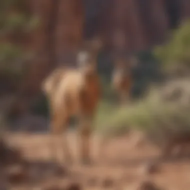 Native Wildlife of the Grand Canyon Wildlife native to the Grand Canyon, including deer and birds, in their natural habitat.