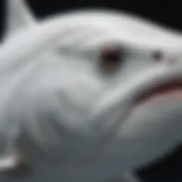 A close-up view of a great white fish showcasing its distinct features.